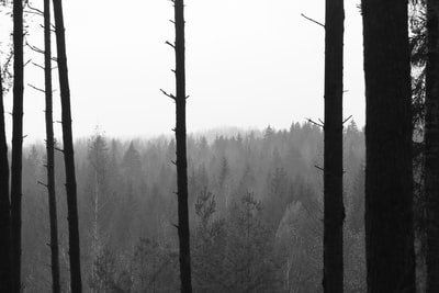 树木被雾包围着

